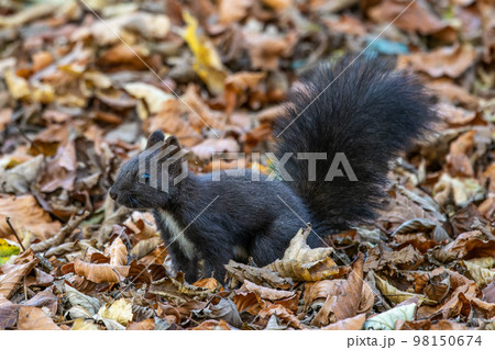 Grey squirrel, Sciurus at Old North Cemetery of Munich, Germany 98150674