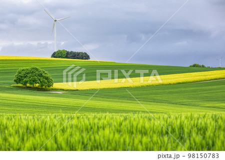 View of wind turbines green and rapeseed fields. 98150783