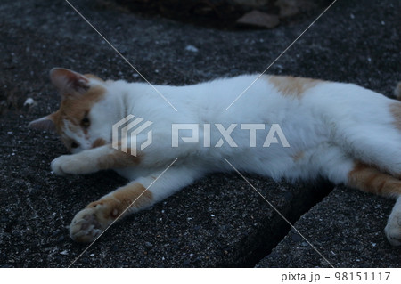 瀬戸内の島の猫 瀬戸内の島の猫 98151117