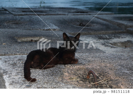 瀬戸内の島の猫 瀬戸内の島の猫 98151118