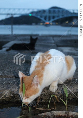 瀬戸内の島の猫 瀬戸内の島の猫 98151119