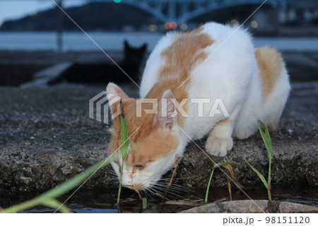 瀬戸内の島の猫 98151120
