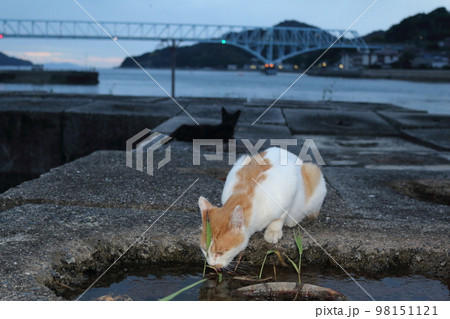 瀬戸内の島の猫 98151121
