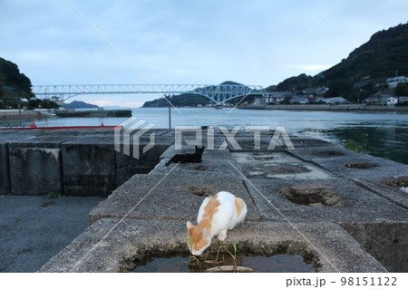 瀬戸内の島の猫 瀬戸内の島の猫 98151122