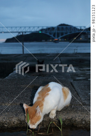 瀬戸内の島の猫 瀬戸内の島の猫 98151123
