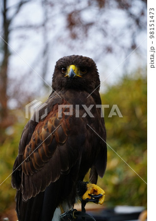 ハリスホーク 98151473