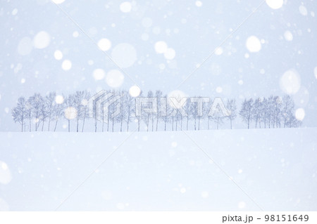 【北海道美瑛町】白樺並木 【北海道美瑛町】白樺並木 98151649