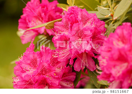 鮮やかなアザレアの花 98151667