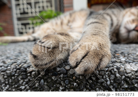 cat paws at street 98151773