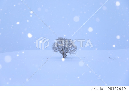【北海道美瑛町】降雪と一本木 【北海道美瑛町】降雪と一本木 98152040