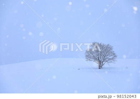 【北海道美瑛町】降雪と一本木 98152043