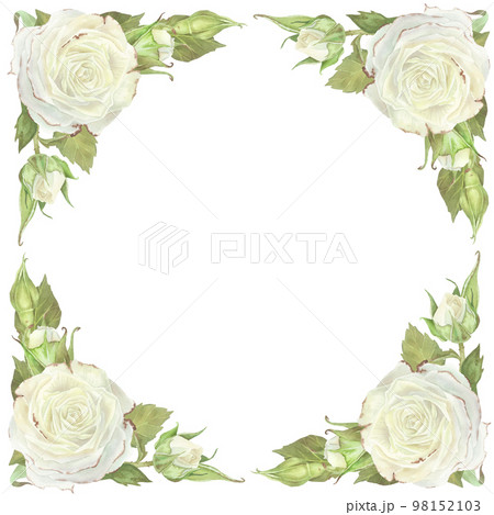 Square frame with white roses and leaves. Watercolor illustration. Place for text. Isolated on a white background.For design of greeting card, wedding invitation, stickers. Social media post template 98152103
