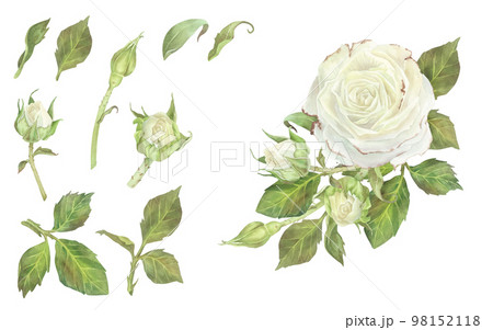 Colorful flowers and stump wood on white - Stock Illustration [59183129] -  PIXTA