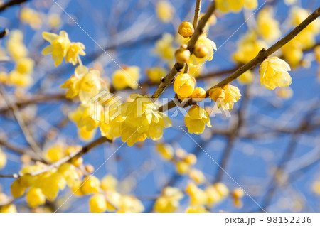 安中市ろうばいの郷の黄色い満月蝋梅の花のアップ 98152236