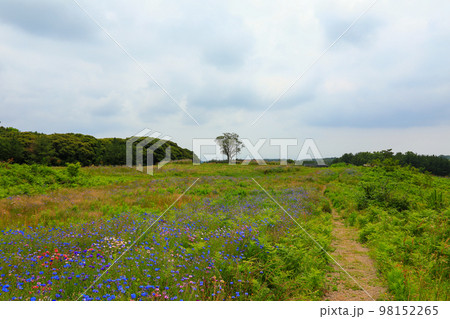 済州島 上り 動産 98152265