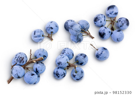 Fresh blackthorn berries with twig, prunus spinosa isolated on white background. Top view. Flat lay 98152330