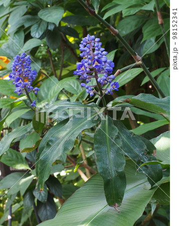 ディコリサンドラ・ティルシフロラ　Dichorisandra thyrsiflora 98152341