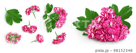 flower of hawthorn isolated on white background. Crataegus Pauls Scarlet. Top view. Flat lay 98152346