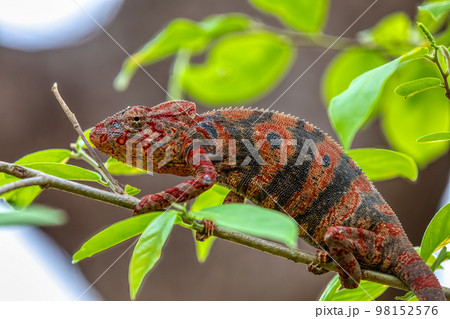 Furcifer nicosiai, Tsingy de Bemaraha, Madagascar wildlife Furcifer nicosiai, Tsingy de Bemaraha, Madagascar wildlife 98152576