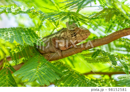 Oustalet's chameleon, Furcifer oustaleti, Andasibe-Mantadia National Park, Madagascar 98152581