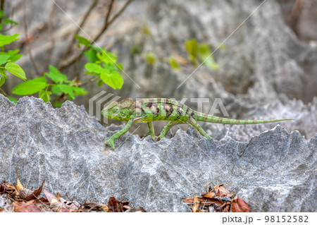 Oustalet's chameleon, Furcifer oustaleti female, Tsingy de Bemaraha, Madagascar 98152582