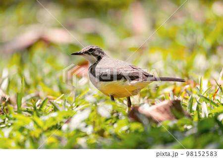 Madagascar Wagtail (Motacilla Flaviventris), Reserve Peyrieras Madagascar Exotic 98152583