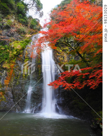 箕面の滝(紅葉) 箕面の滝(紅葉) 98153029