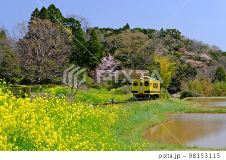 春の千葉いすみ鉄道 西畑駅付近の満開菜の花と水田に囲まれて走行するローカル列車（いすみ350形） 98153115
