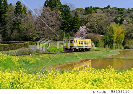 春の千葉いすみ鉄道 西畑駅付近の満開菜の花越しにローカル列車(いすみ350形)を映す水田の水鏡 春の千葉いすみ鉄道 西畑駅付近の満開菜の花越しにローカル列車(いすみ350形)を映す水田の水鏡 98153116