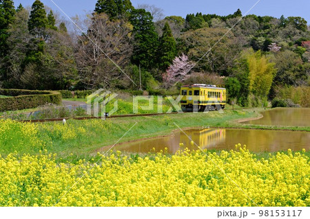 春の千葉いすみ鉄道 西畑駅付近の満開菜の花越しに走る列車（いすみ350形）水田水鏡に映る 98153117