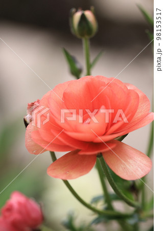 花いっぱい　0051 98153517