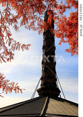 日本の近代化を下支えした…ホフマン式の煉瓦窯と紅葉のメタセコイヤ並木 日本の近代化を下支えした…ホフマン式の煉瓦窯と紅葉のメタセコイヤ並木 98154084