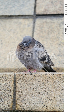 鳩の居眠り 98154511