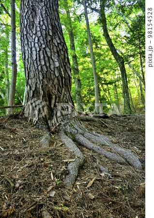 道志山塊の赤鞍ヶ岳　赤鞍ヶ岳・大栗コースのアカマツ 98154528