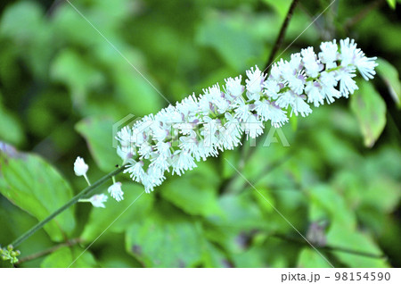 道志山塊の高座山　サラシナショウマ 98154590