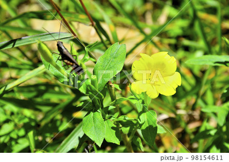 道志山塊の高座山　メマツヨイグサ 98154611