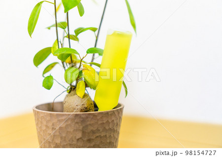 観葉植物のガジュマルに活力剤を注入する 観葉植物のガジュマルに活力剤を注入する 98154727