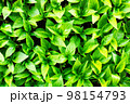 Green leaves Texture Pattern Background 98154793