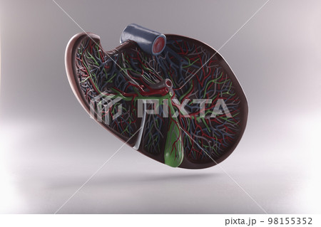 Human liver anatomy model in air on gray background Human liver anatomy model in air on gray background 98155352