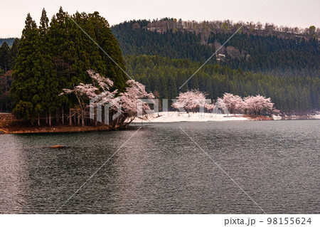 【新潟県・津南町】残雪と桜・津南町中子の桜 【新潟県・津南町】残雪と桜・津南町中子の桜 98155624