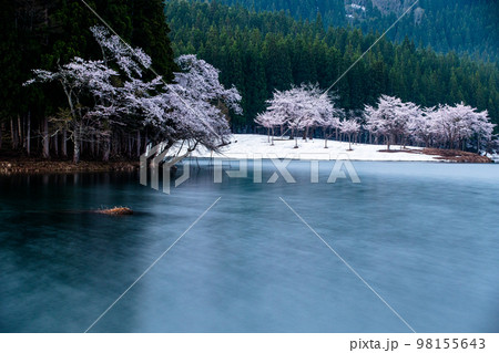【新潟県・津南町】残雪と桜・津南町中子の桜 【新潟県・津南町】残雪と桜・津南町中子の桜 98155643