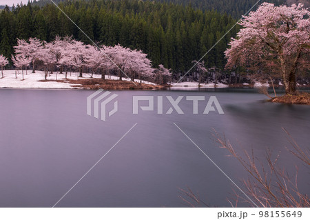 【新潟県･津南町】残雪と桜・津南町中子の桜 98155649
