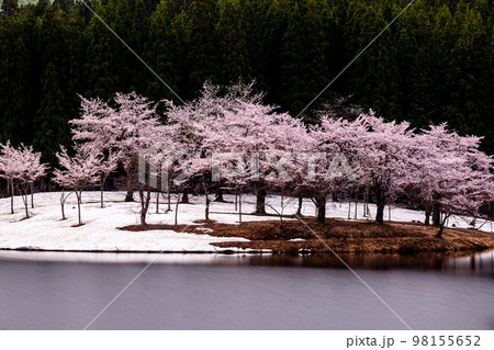 【新潟県・津南町】残雪と桜・津南町中子の桜 【新潟県・津南町】残雪と桜・津南町中子の桜 98155652