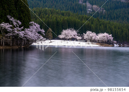 【新潟県･津南町】残雪と桜・津南町中子の桜 98155654