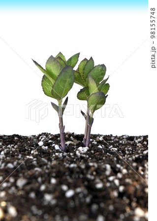 気候変動 イメージ　（fix撮影） 98155748