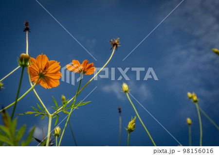 Yellow flowers with meadow and white sky background 98156016