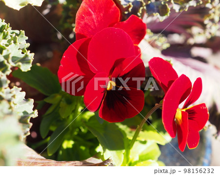 パンジー 98156232