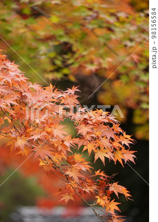 紅葉 98156584