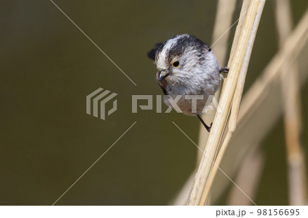 Long-tailed tit (Aegithalos caudatus), also named long-tailed bushtit Long-tailed tit (Aegithalos caudatus), also named long-tailed bushtit 98156695
