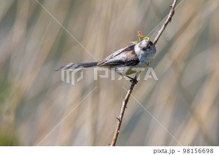 Long-tailed tit (Aegithalos caudatus), also named long-tailed bushtit 98156698